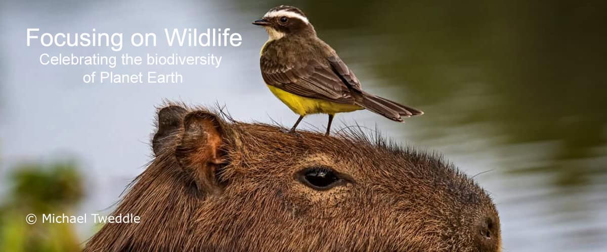 Two in One (Capybara & Rusty-margined Flycatcher) by Michael Tweddle