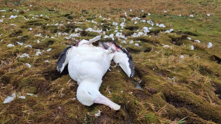 Eight adult wandering albatrosses (Diomedea exulans) were found dead on Marion Island. (Image credit: Michelle Risi)