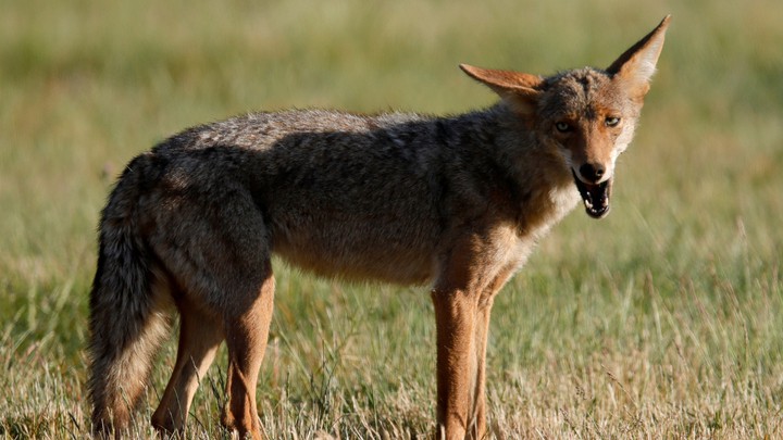 Coyote attacks on people can be serious, wildlife officials warned. (Jane Tyska/Digital First Media/The Mercury News)