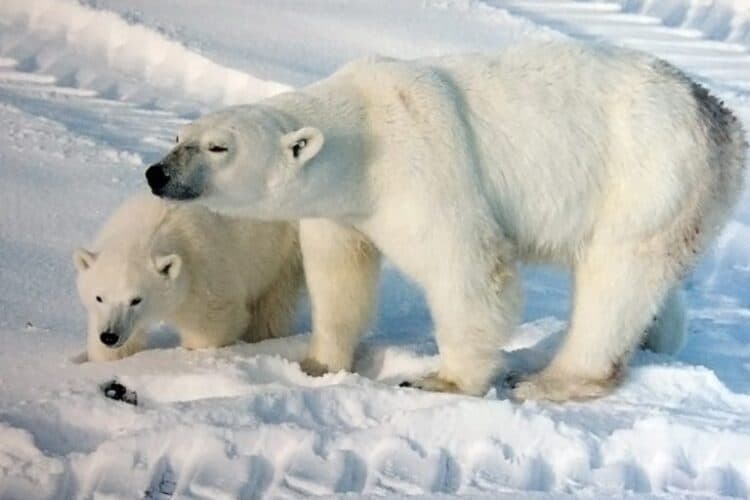 Polar bears in Manitoba, Canada. Image by Brocken Inaglory / Wikimedia Commons.