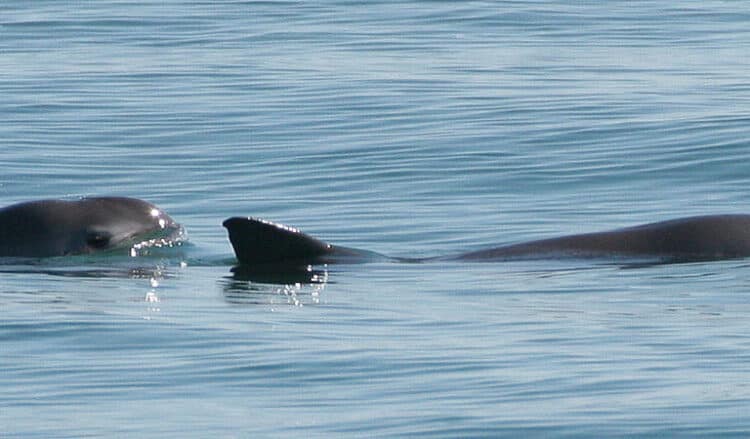 Two vaquita swimming in the Gulf of Mexico. Photo courtesy of Wikimedia.