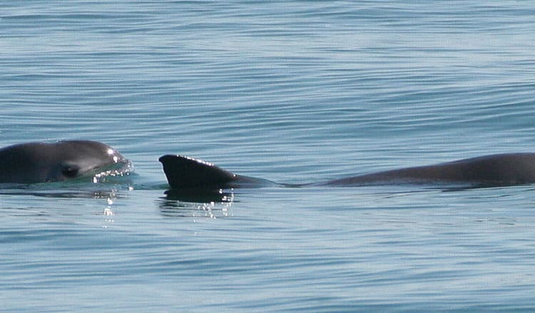Mexico dismantles illegal fishing cartels killing off rare vaquita porpoise