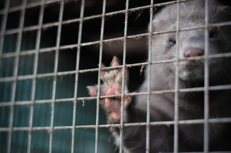 Every year, more than a million mink die on fur factory farms in the U.S. alone, in the most appalling conditions. Jo-Anne McArthur/We Animals