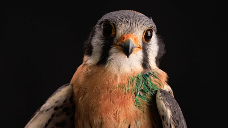 This spot of green dye helps scientists keep tabs on the clever American Kestrel. Photo: Karine Aigner