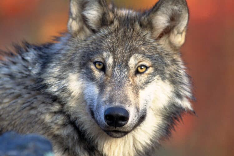 Gray wolf (Canis lupus). Photo by Gary Kramer, U.S. Fish and Wildlife Service.