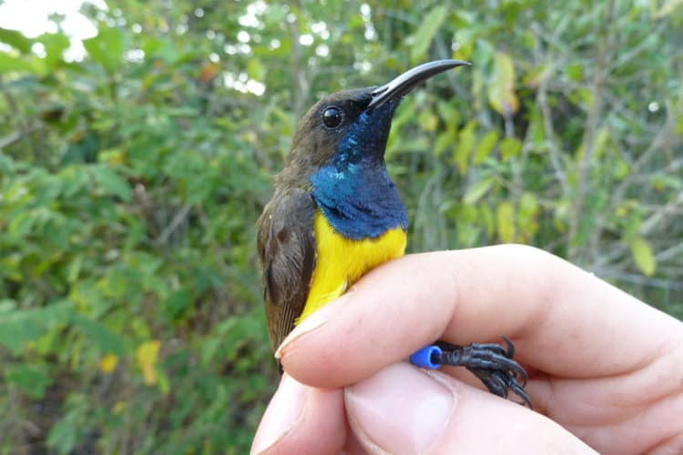 Here come the sunbirds: New species from Indonesia’s Wakatobi Islands