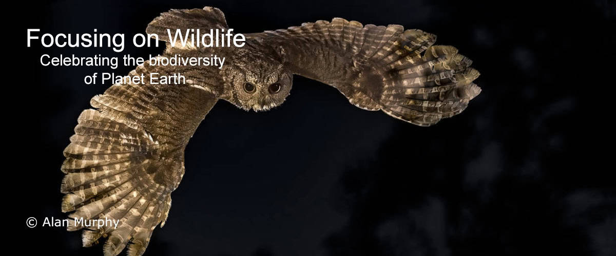 Western Screech-owl by Alan Murphy