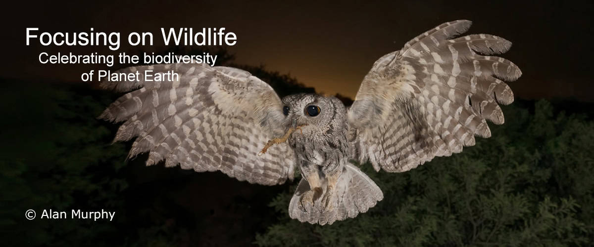 Western-screech Owl with Tiger Centipede by Alan Murphy