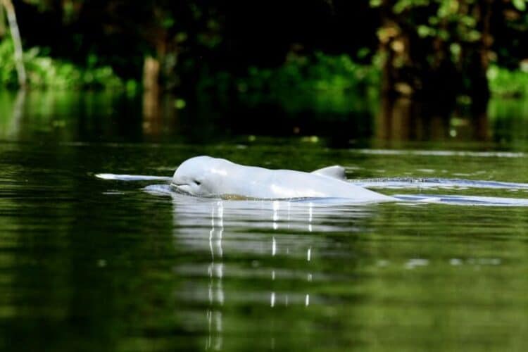 Unsustainable fishing to be banned in Irrawaddy dolphin’s Bornean sanctuary