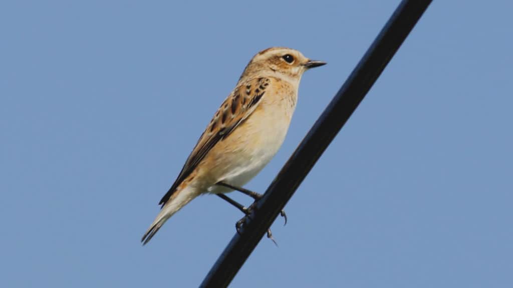 Whinchat Saxicola Rubetra 