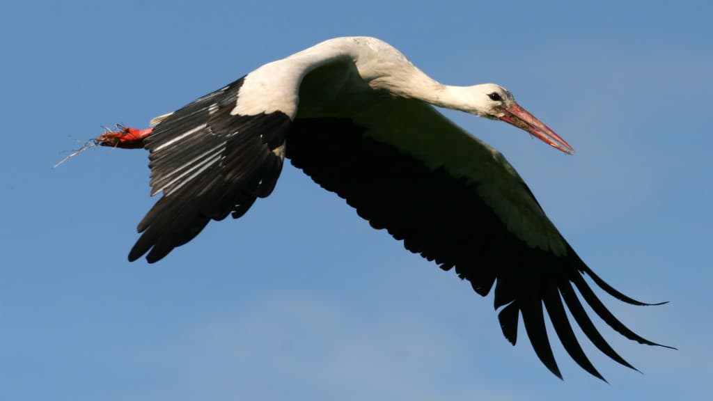 White Stork Ciconia ciconia