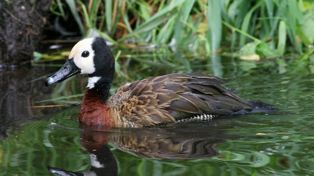 White-faced Whistling-duck Dendrocygna viduata