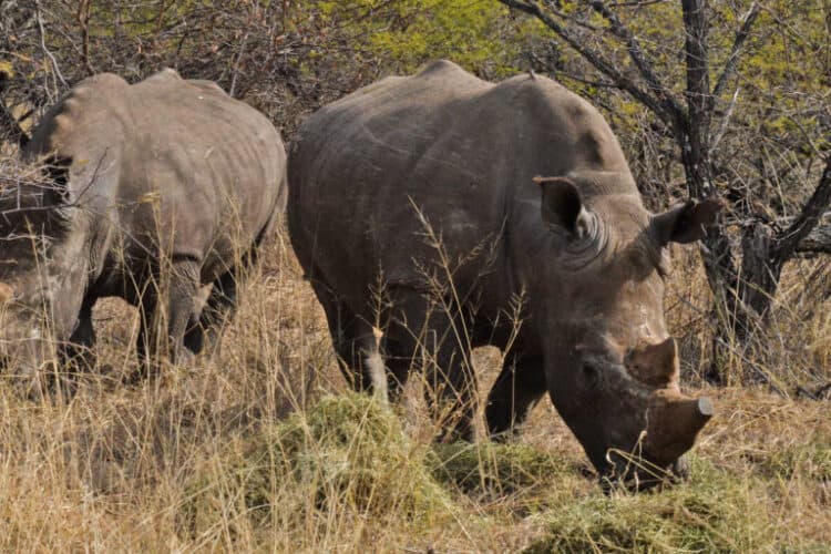 Thuza and Kusasa are two white rhino bulls that are the first of this endangered species to be kept on community-owned land in Zimbabwe. Image by Ryan Truscott for Mongabay.