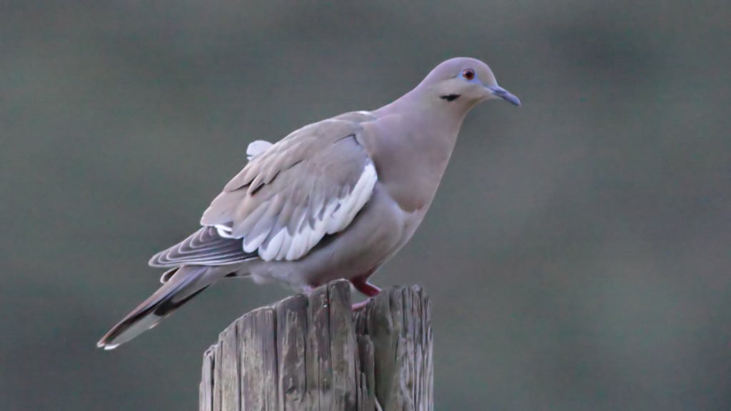 White-winged Dove Zenaida asiatica