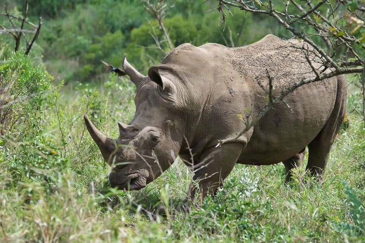 Mozambique busts notorious rhino poacher