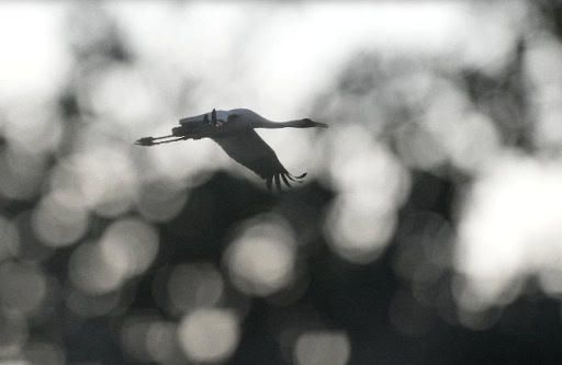 Whooping Crane by Lea Noble