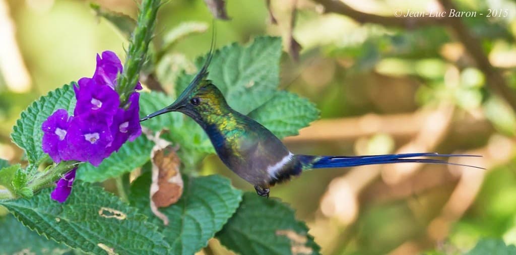 Wire-crested Thorntail Discosura popelairii