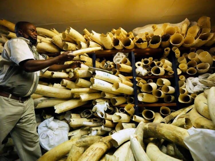 Zimbabwe seeks backing to sell stockpile of seized elephant ivory