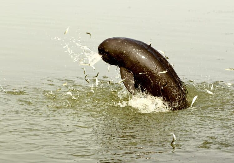 Yangtze finless porpoise feeding in the Poyang Lake of China_photo by Huigong Yu