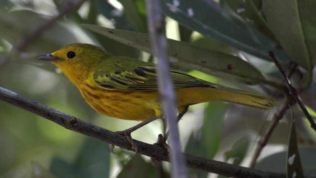 Yellow Warbler Dendroica petechia