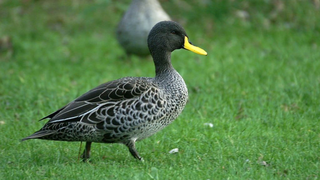 yellow billed duck anas undulata