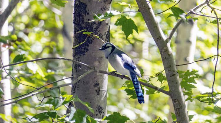 Broad-scale declines in forest birds of the Canadian Acadian Forest due to deforestation