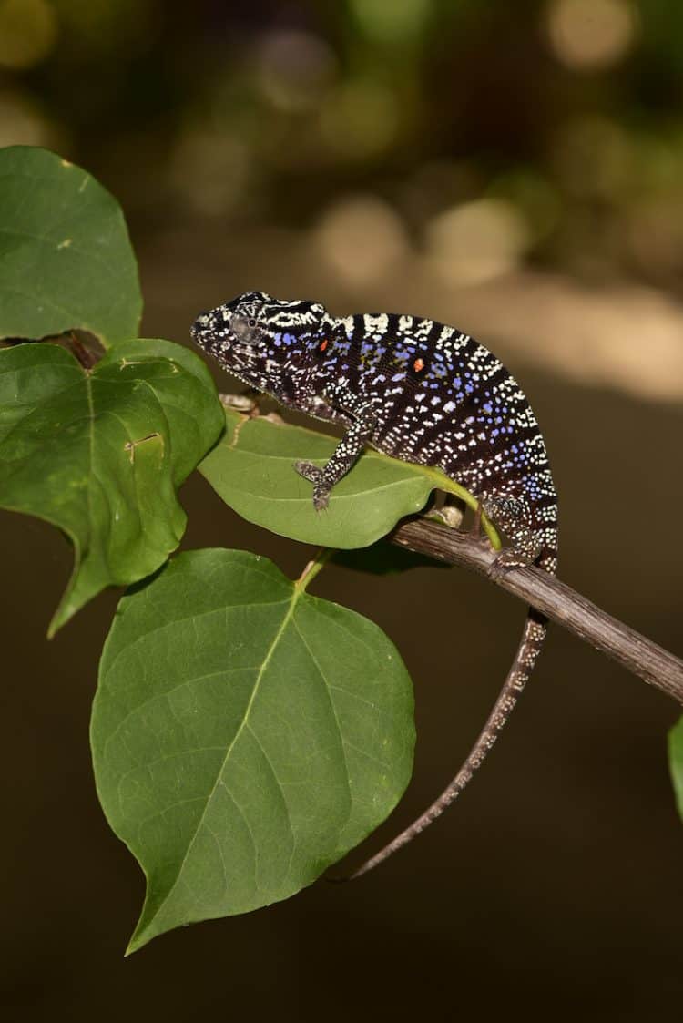 A chameleon not seen in a century reappears in a Madagascar garden