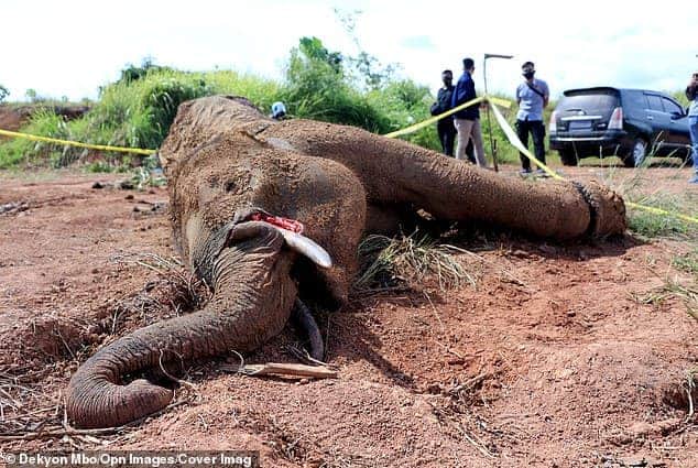 A cruel end for a gentle giant: Critically endangered Sumatran elephant dies in agony after its leg was caught in a trap in Indonesia