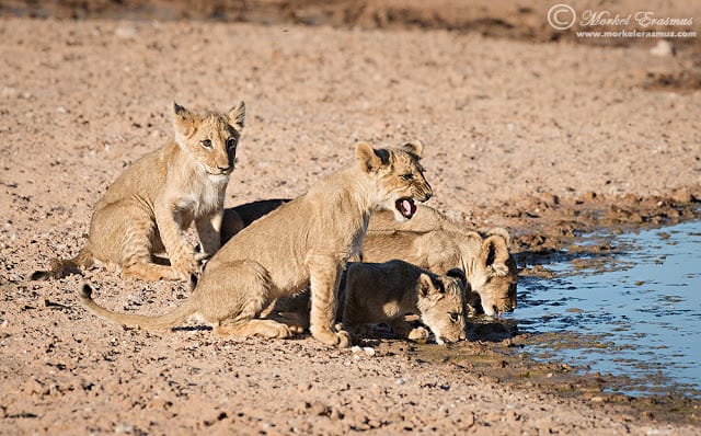A day spent with a Lion Creche