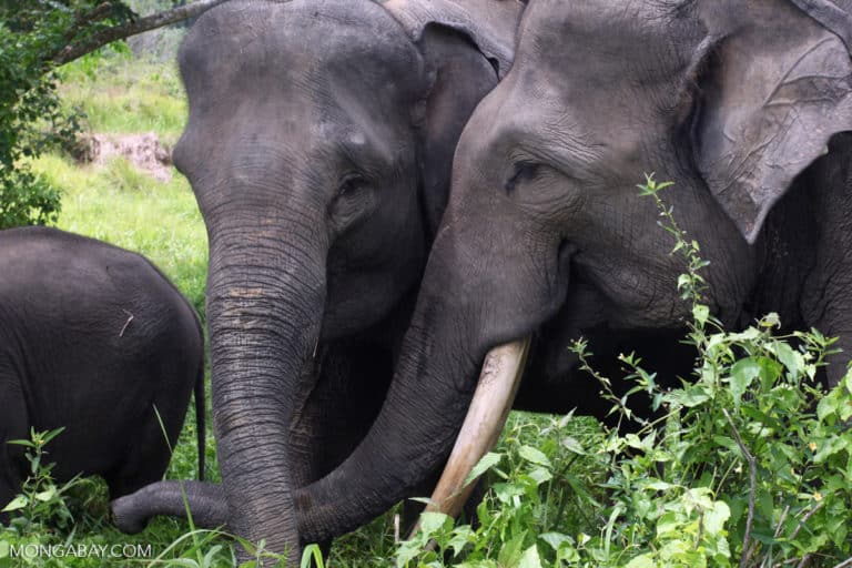 A forest in Sumatra disappears for farms and roads. So do its elephants