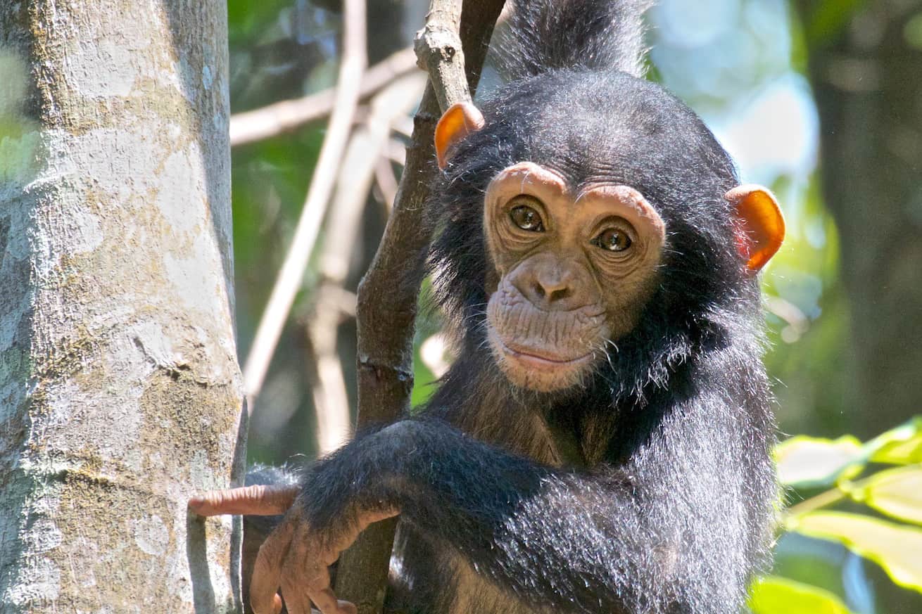 A genetic map hopes to trace rescued chimps back to their homes