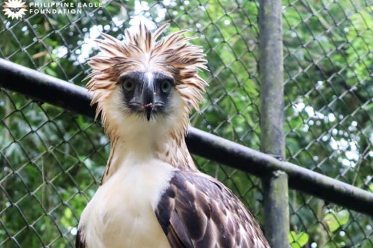 A good year for the Philippine eagle in 2020, but not for its supporters