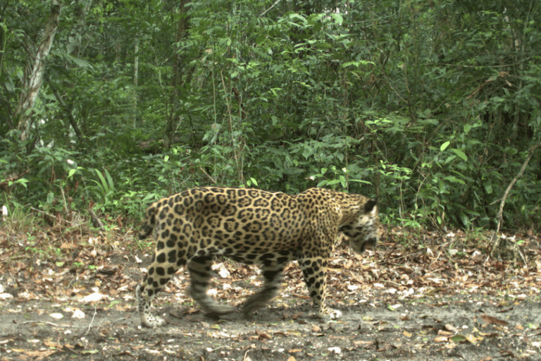 A jaguar nicknamed “Short-Tail” the first known to cross between Belize and Guatemala