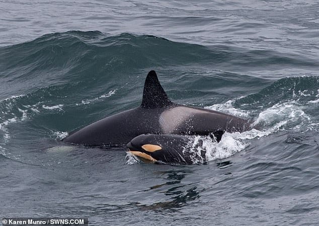 A killer snap! Orca enthusiast captures incredible photo of a rare newborn calf swimming with its mother off the coast of Scotland