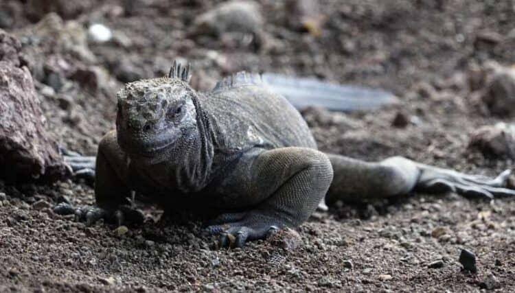 A Land Iguana (Conolophus subcristatus) is seen in Santa Cruz Island, Galapagos Archipelago, in the Pacific Ocean, 1000 km off the coast of Ecuador, on February 27, 2019.