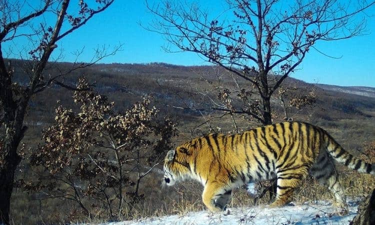 A new protected area (PA) for tigers and leopards in Russia