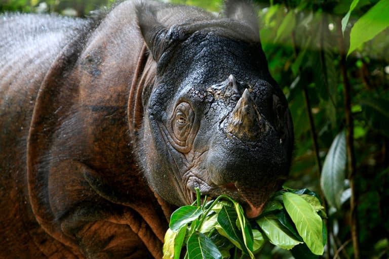 A new sanctuary for the Sumatran rhino is delayed amid COVID-19 measures