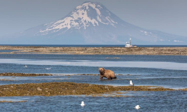 A proposed mine in Alaska will endanger brown bears – and much more