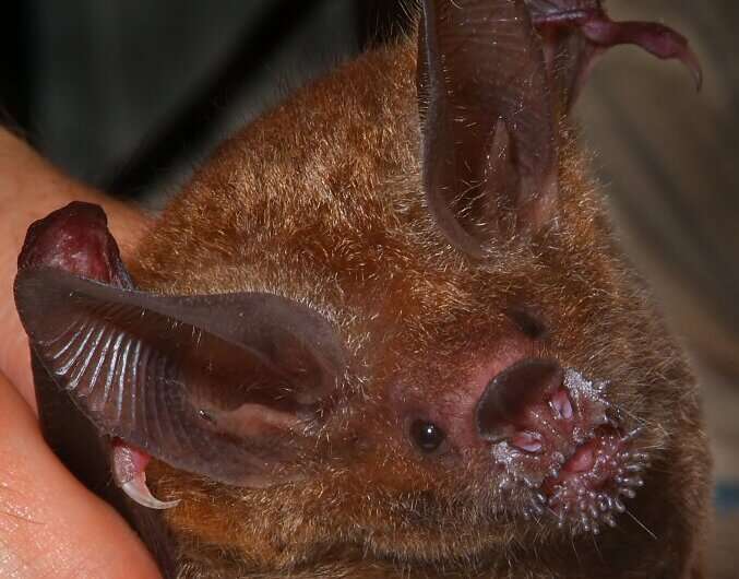 A rare discovery of long-term memory in wild frog-eating bats