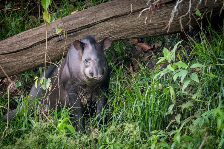 A tapir in Kabalebo, Suriname. Image by Panning Out via Flickr (CC BY-NC-SA 2.0).