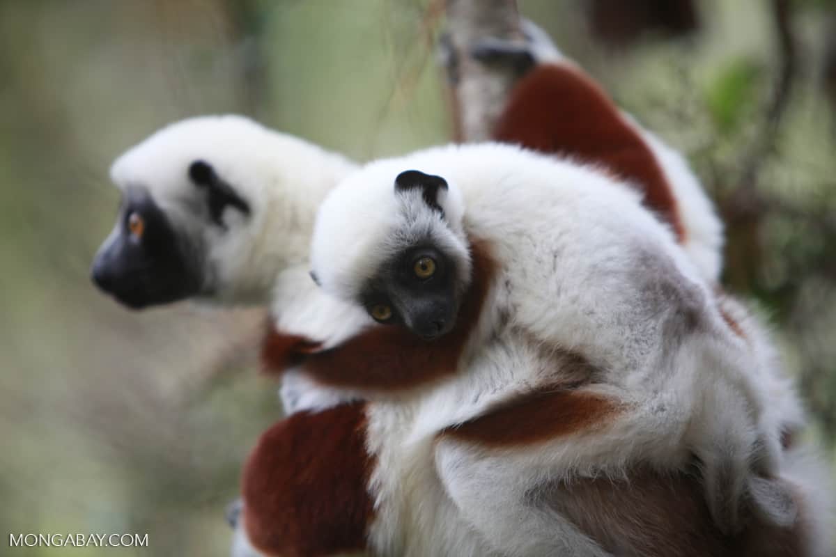 A third of Madagascar’s lemur species on the brink of extinction, IUCN warns