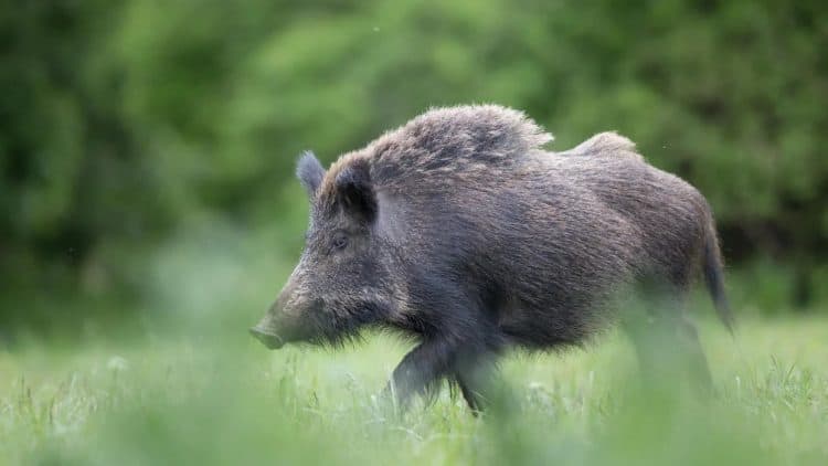 Alberta plans to award hunters and trappers with a $75 bounty for each wild boar killed