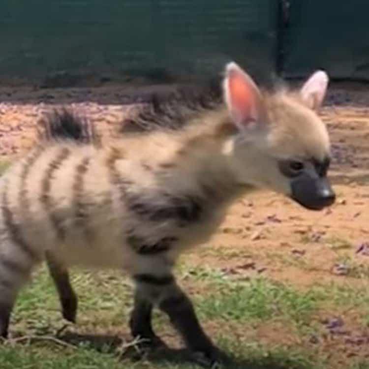 Foster Mom Receives Gratitude From Her Baby Aardwolf as It Takes a Step Into the Wild