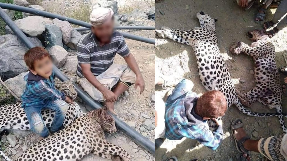 Activists enraged as photos emerge of endangered leopards killed in Yemen