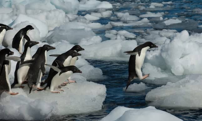 Adélie penguins could thrive as result of sea ice melting