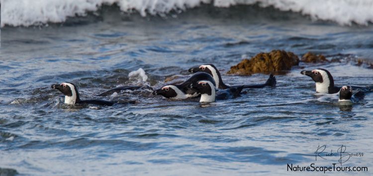 African Penguins in the Surf