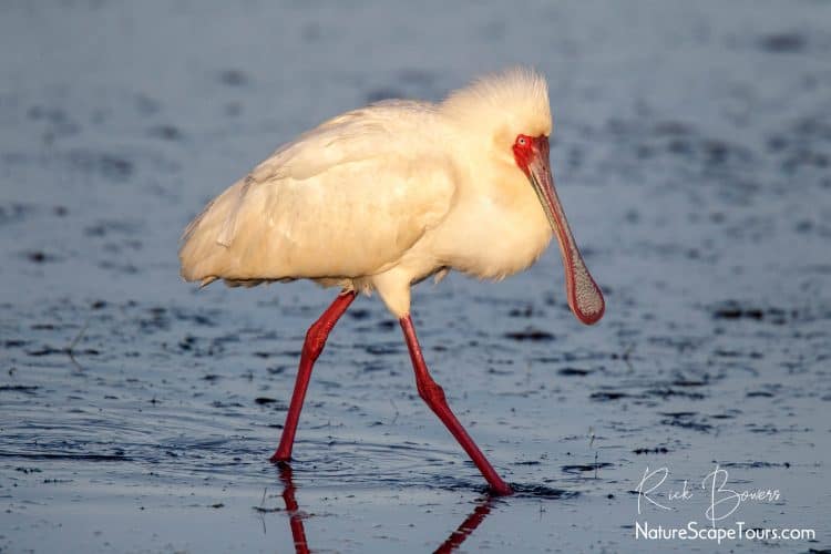 African Spoonbill at Sunrise