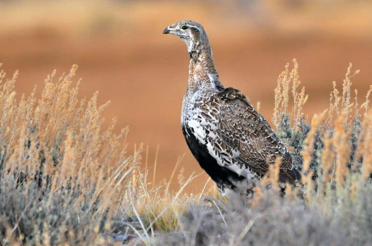 After hunters kill 874 sage grouse hens, Wyoming’s hunt questioned