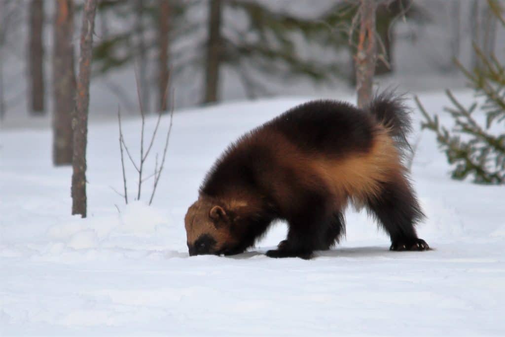 Wolverine – Ghost of the Taiga