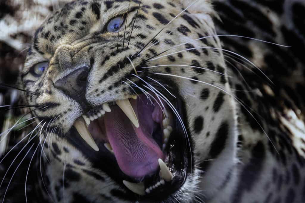 Angry Male Leopard